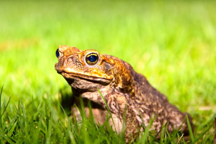 Toad