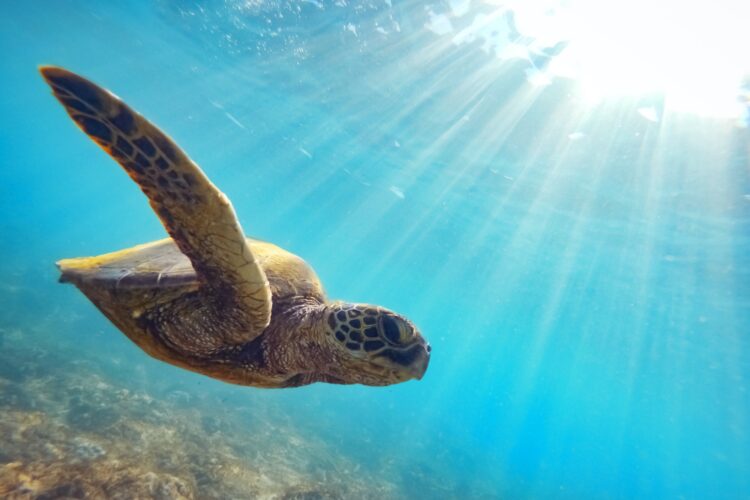 Turtle