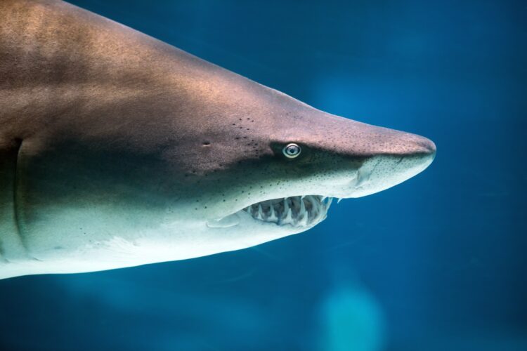 Underwater great white shark