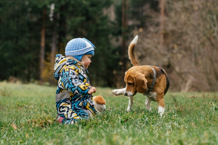 Ute little girl playing with beagle dog outdoors