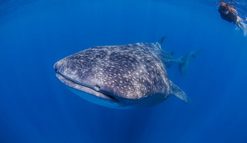 Whale sharks near Isla Mujeres, Mexico
