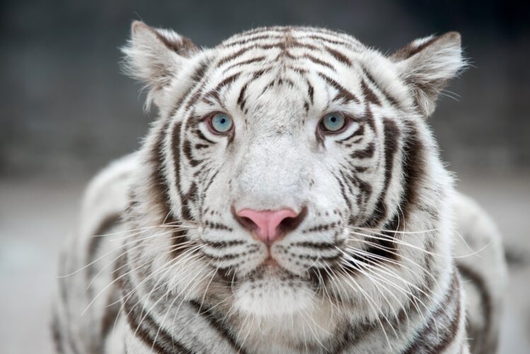 white bengal tiger