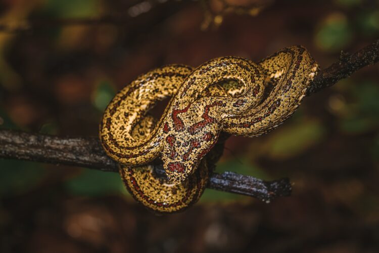 Wild Snake