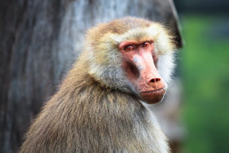 Adult Female Hamadryas Baboon
