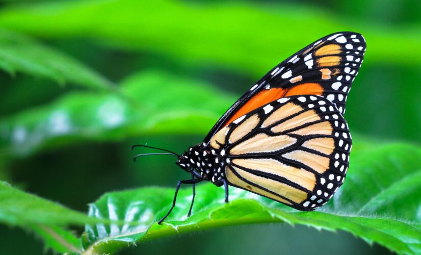 Adult Monarch Butterfly on a Leaf