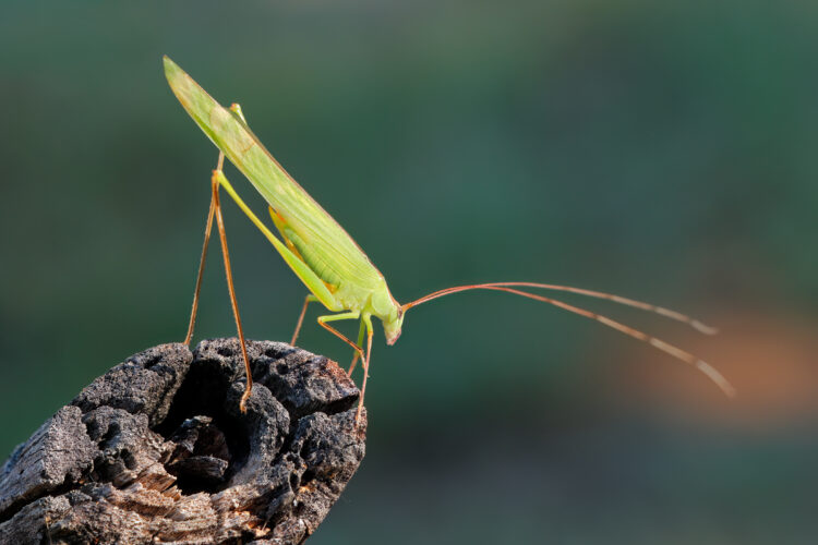 African leaf katydid on a branch