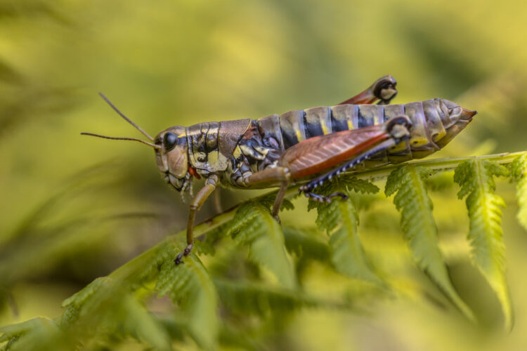 Alpine Bush cricket