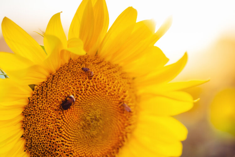bee collects nectar from sunflower.