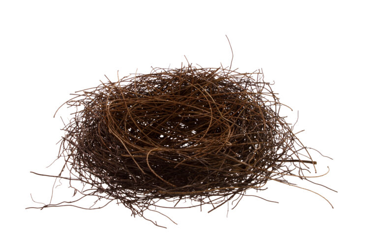 Bird's Nest