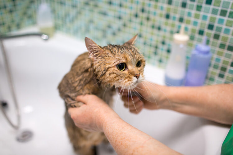 Cat and Pet grooming in beauty salon.