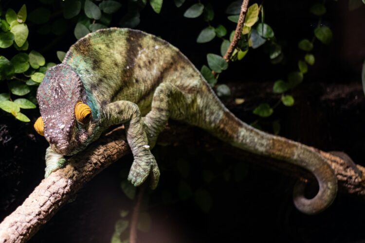 Chameleon
