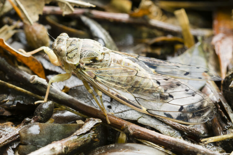 Cicada insect