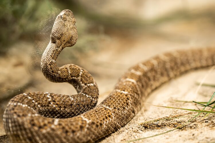 Close-up of crotalus atrox or western diamondback rattlesnake. Beautiful venomous snake in serpentar
