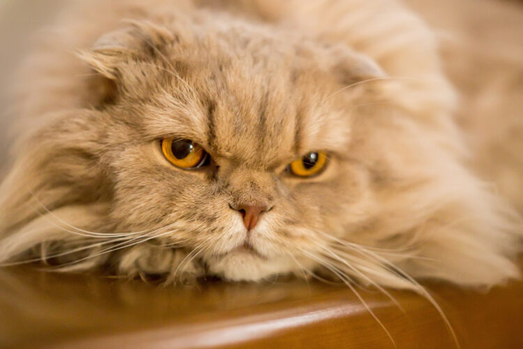 Close-up of domestic cat