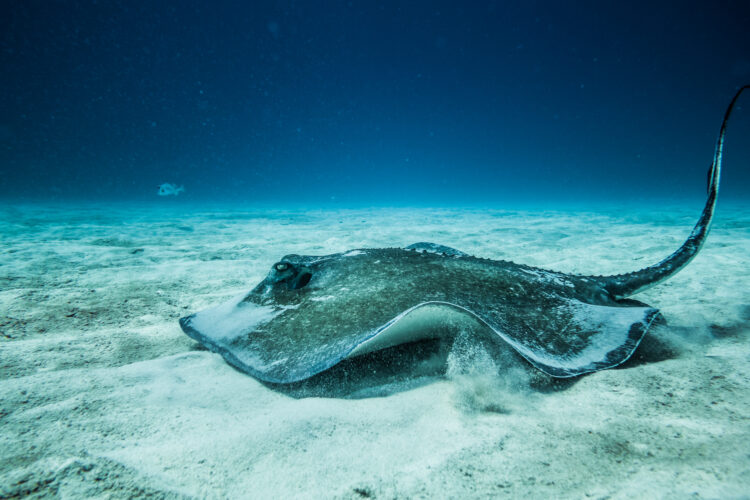 Common Stingray on the ground of the ocean.