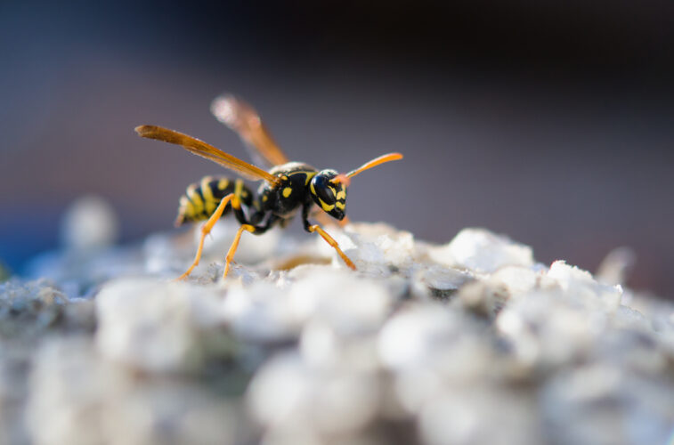 european wasp