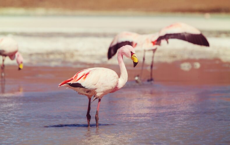 Flamingo in Bolivia