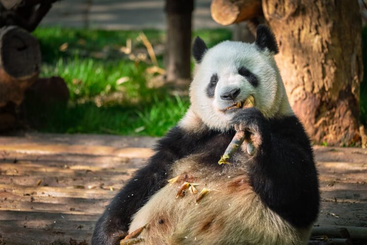 Giant panda bear in China