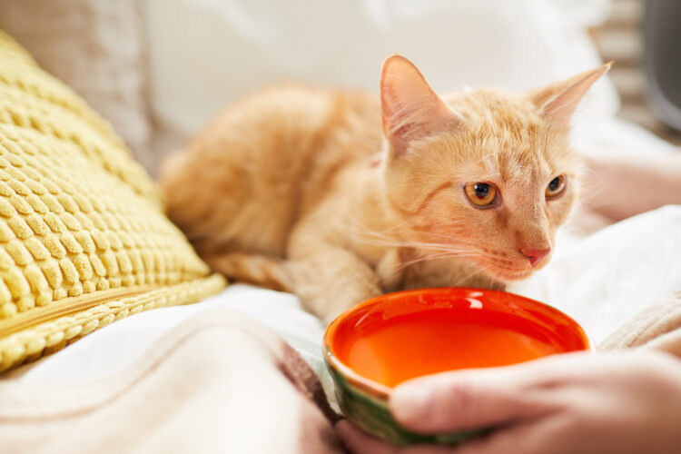 Giving Water to Cat