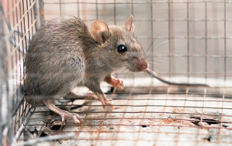 House rat trapped inside and cornered in a metal mesh mousetrap cage.