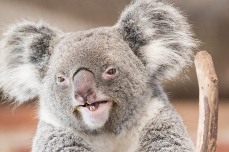 Koala portrait