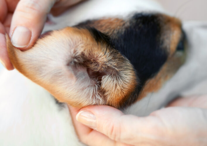 Macro ear of a jack russell dog