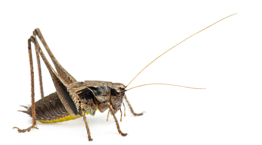 Male Shield-back Katydid, Platycleis tessellata, in front of white background