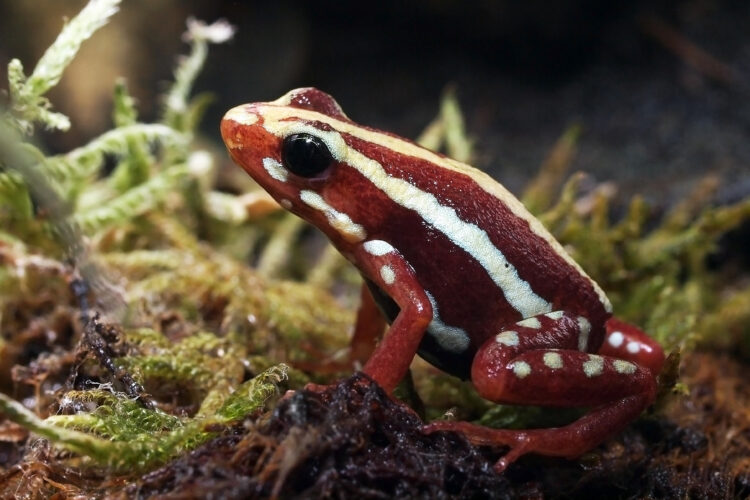 poison red frog