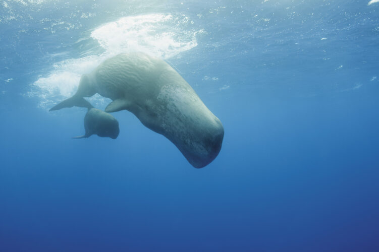 Portugal, Sperm whale mother diving with her calf