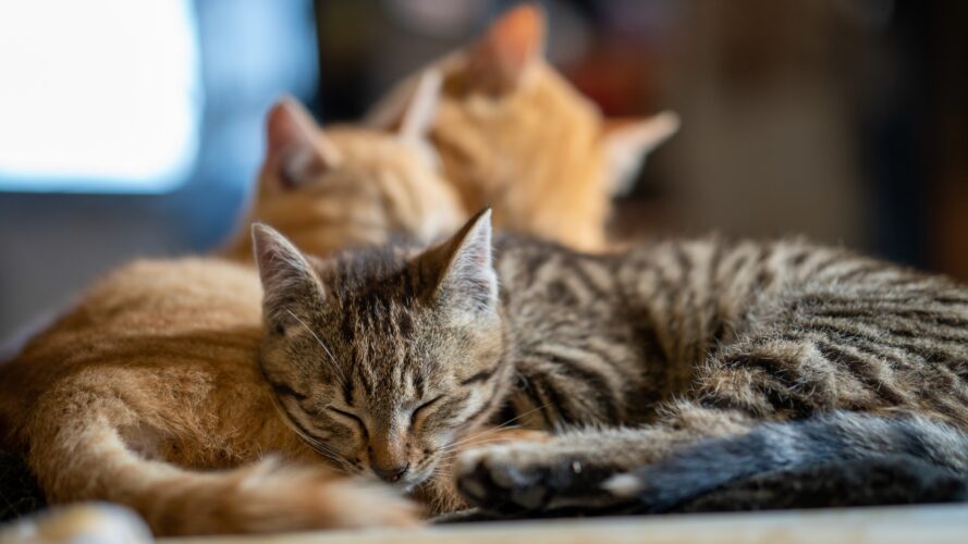 Soft focus of pet cats cuddled and sleeping together in a house