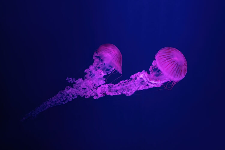 South American sea nettle jelly fish swim underwater aquarium pool with pink neon light