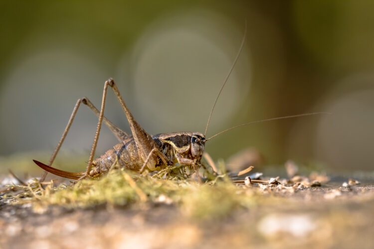 Southern wartbiter katydid grasshopper