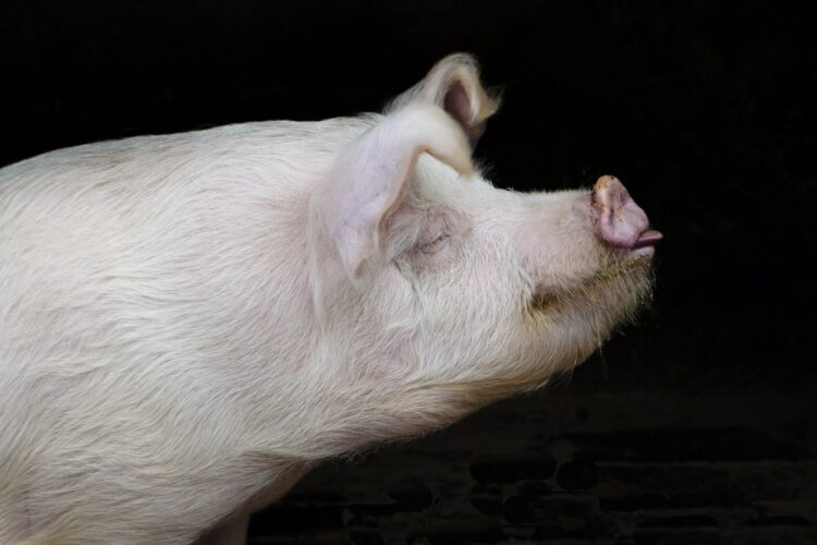 the pig