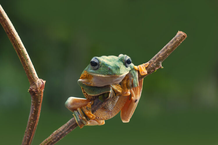 Tree Frogs Flying Frog Sitting on a Branch
