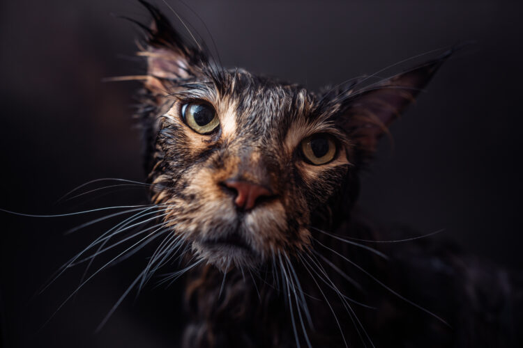 Washing an unhappy cat. The cat runs away from the water.