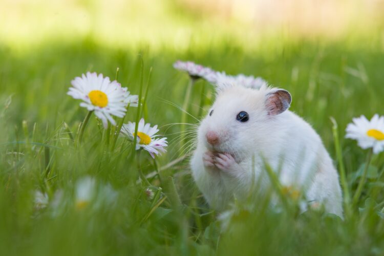 white hamster