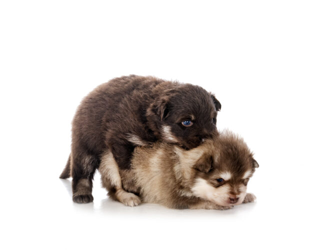 young Finnish Lapphunds in studio