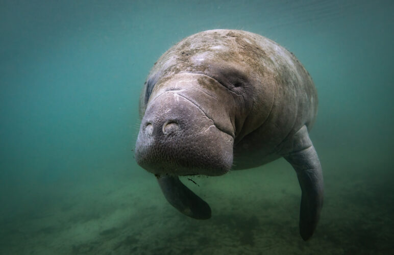 A Manatee Portrait
