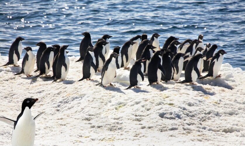 Adelie Penguins - Antarctica