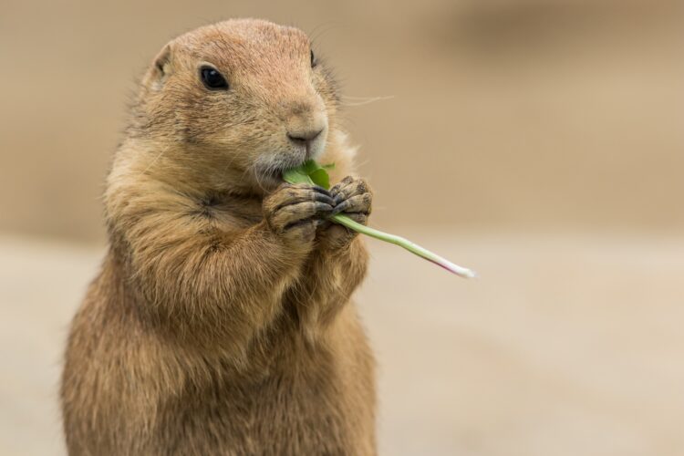 Adorable black-tailed prairie dog eating a plant