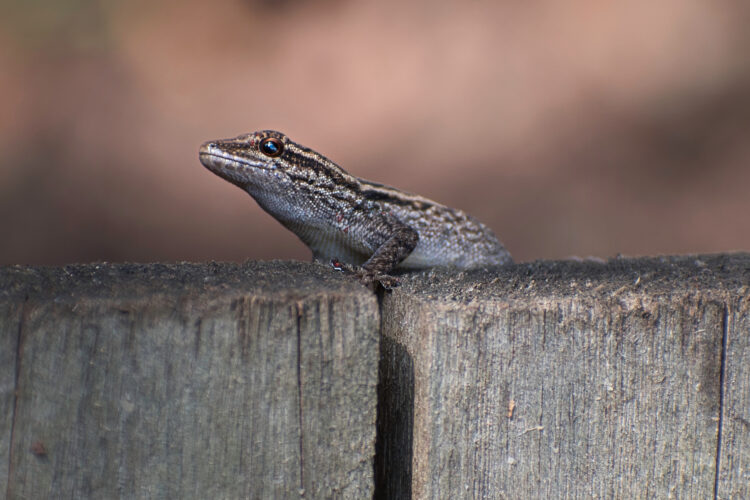 African Cape Dwarf Gecko