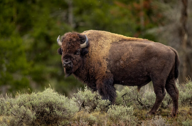 An American Bison in Wyoming