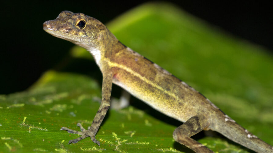 Anolis, Corcovado National Park, Costa Rica