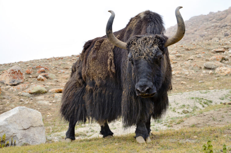 Brown tibetan yak