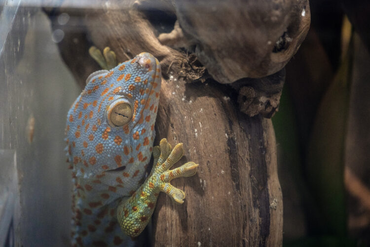 Close-up of gecko on timber, of beautiful skin gecko, Amazing colorful gecko