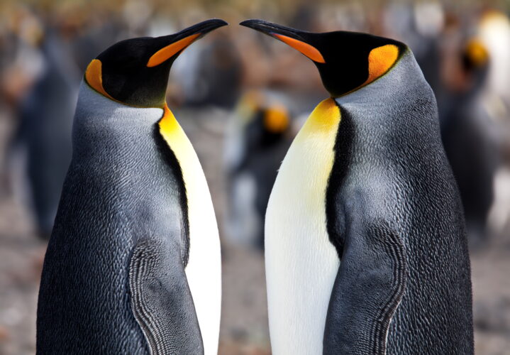 Coupleof penguins in South Georgia