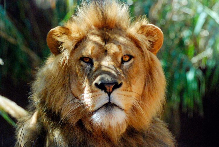 Curious lion....