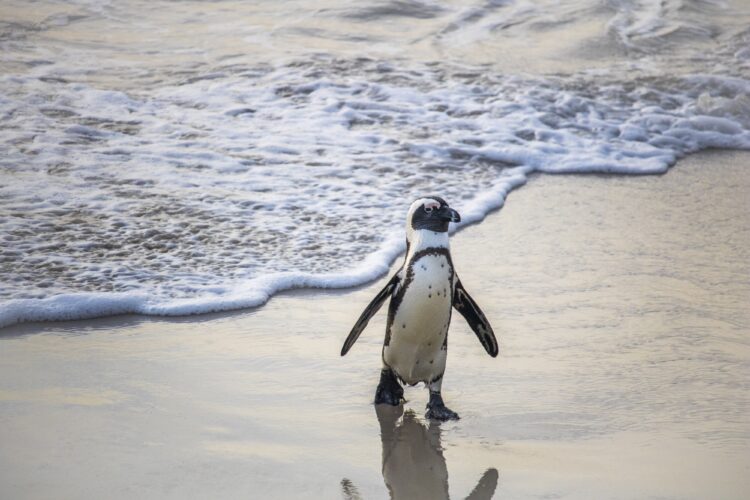 Cute African Penguin