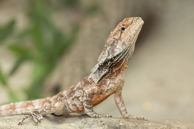 Frilled Dragon