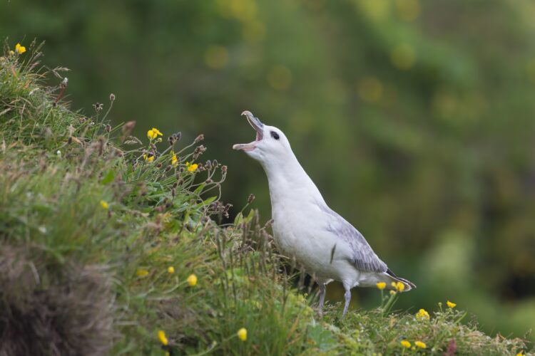 Fulmar, Fulmarus glacialis, sat on grassy slope on a cliff edge